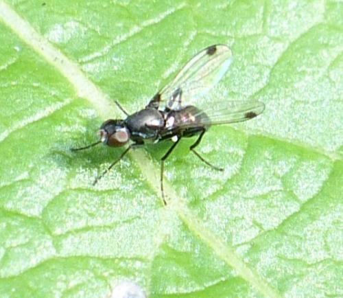 Réf. 221 723 : Sepsis sp.