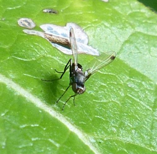 Sepsis sp.