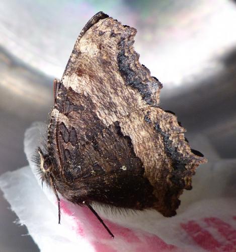 Réf. 221 833 : Nymphalis polychloros