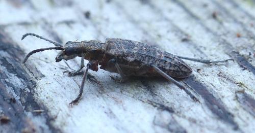 Réf. 221 937 : Rhagium inquisitor