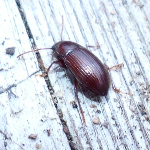 Réf. 221 951 : Nalassus laevioctostriatus