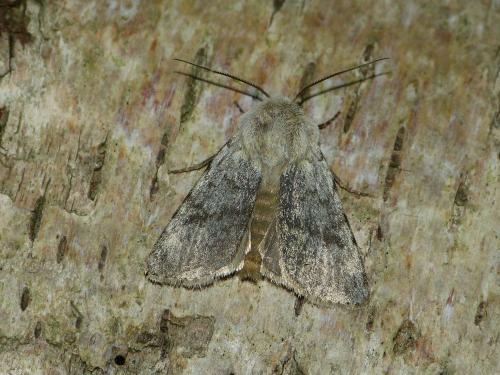 Agrotis simplonia