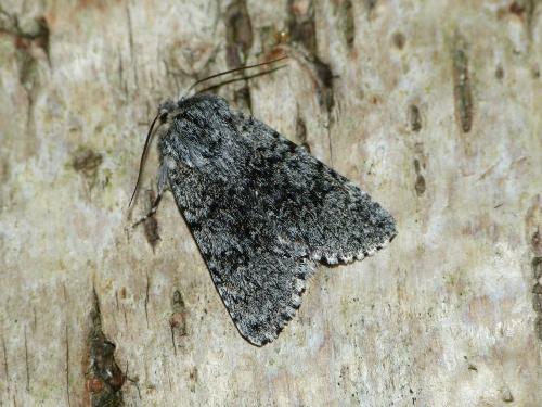 Réf. 221 584 : Acronicta euphorbiae