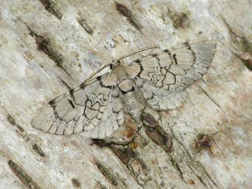 Réf. 221 733 : Eupithecia venosata