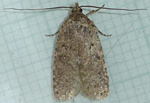 Réf. 221 919 : Agonopterix sp.
