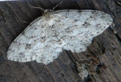 Ectropis crepuscularia
