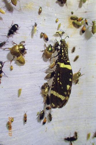 Réf. 221 504 : Palparellus spectrum