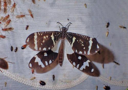 Palparellus spectrum