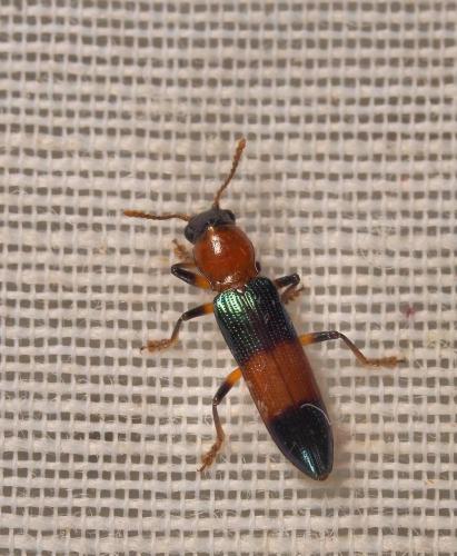 Réf. 221 533 : Languriinae inconnu