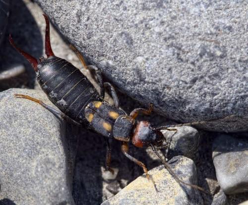Réf. 221 940 : Anechura bipunctata