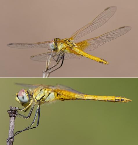 Réf. 221 596 : Sympetrum fonscolombii