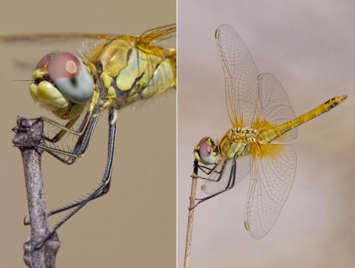 Réf. 221 597 : Sympetrum fonscolombii