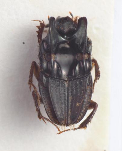 Réf. 221 382 : Ixodina abyssinicus