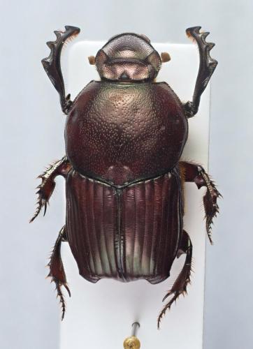 Réf. 221 380 : Onitis aeneus