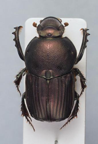 Réf. 221 379 : Onitis violaceus