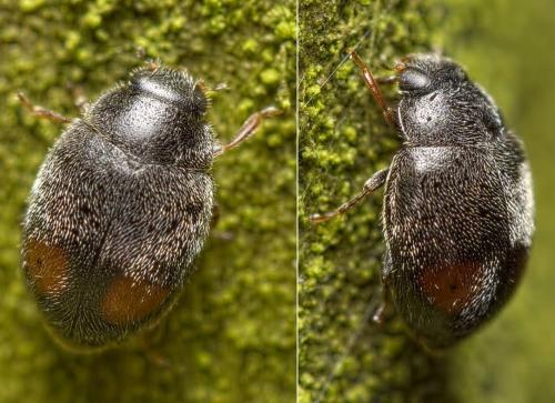 Nephus sp.