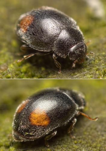 Nephus sp.