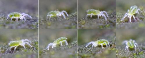 Réf. 221 138 : Triophtydeus viridis