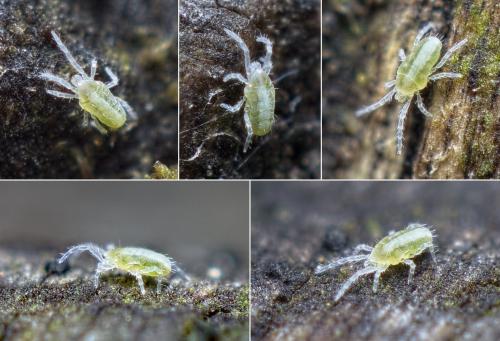 Réf. 221 157 : Triophtydeus viridis