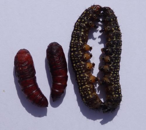 Xanthopastis timais