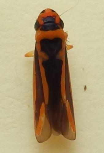 Palingonalia bigutta