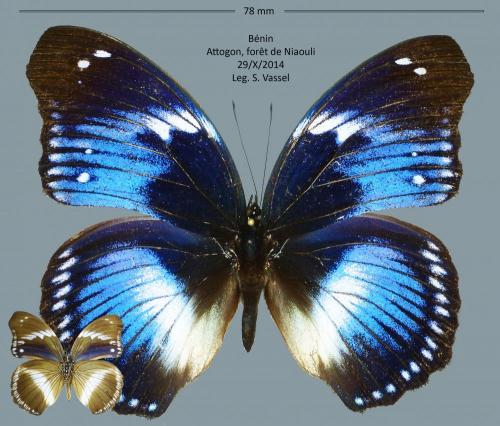 Hypolimnas salmacis