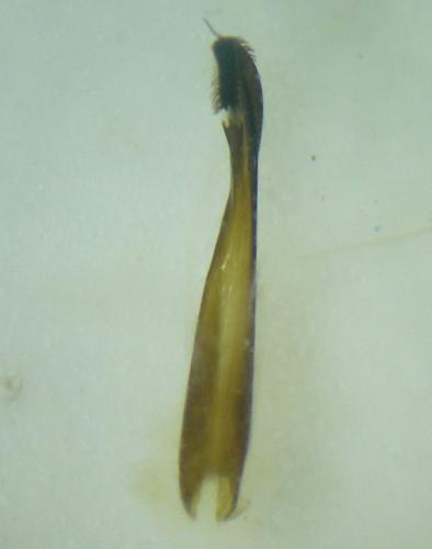 Ischyropsalis dentipalpis