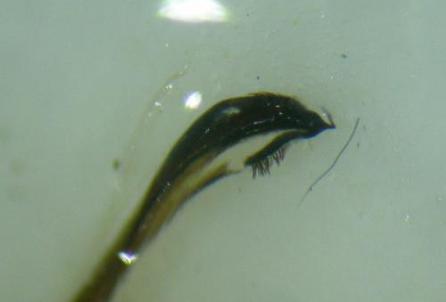 Ischyropsalis dentipalpis