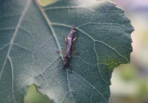 Leuctra sp.
