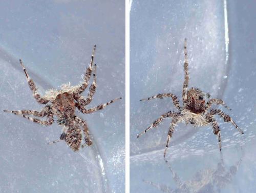 Réf. 221 803 : Portia sp.