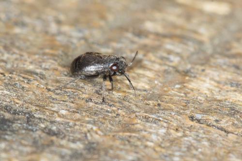 Pachytomella sp.