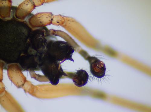Ostearius melanopygius