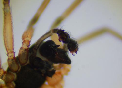 Ostearius melanopygius