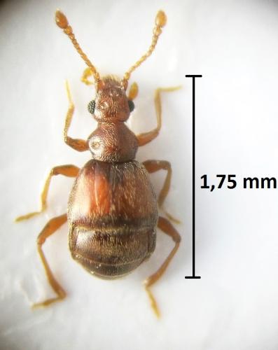 Réf. 221 801 : Reichenbachia juncorum