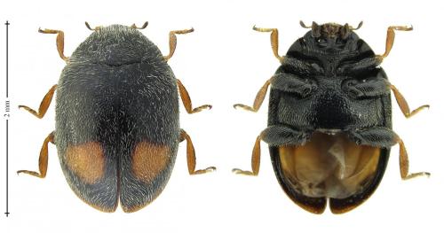 Nephus bipunctatus