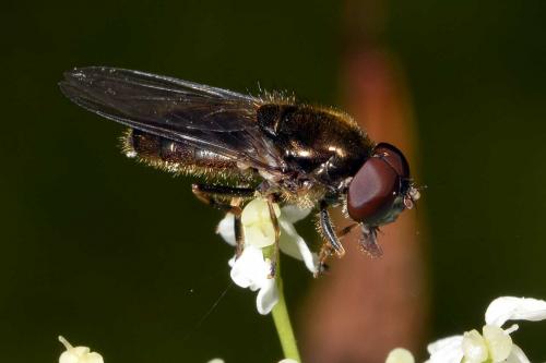 Cheilosia pagana