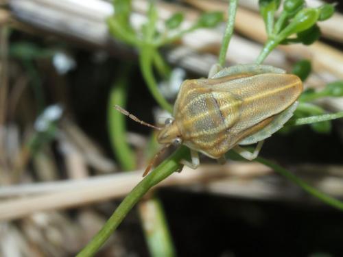 Tholagmus flavolineatus