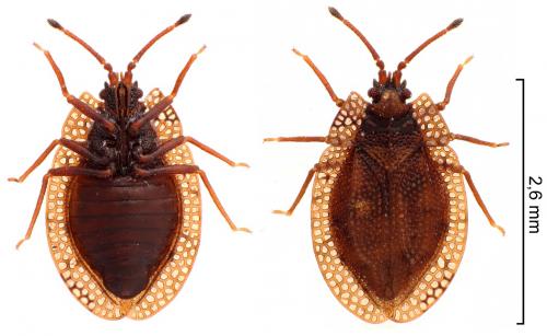 Réf. 221 799 : Acalypta musci