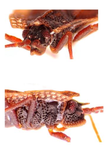 Réf. 221 800 : Acalypta musci
