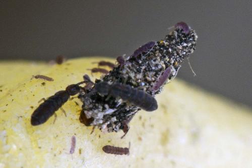 Vertagopus arboreus