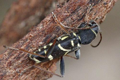 Clytus lama