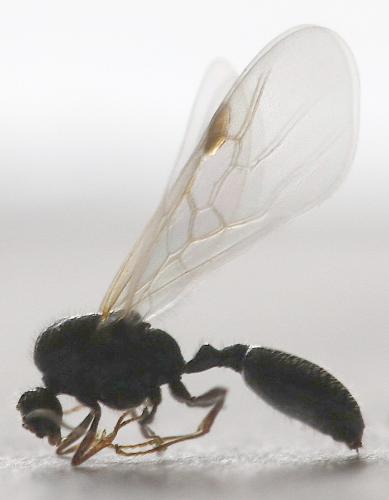 Solenopsis fugax