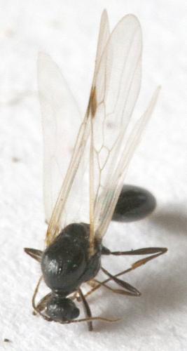 Solenopsis fugax