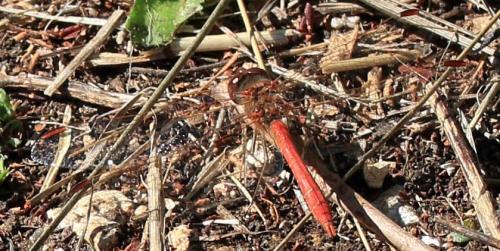 Sympetrum meridionale