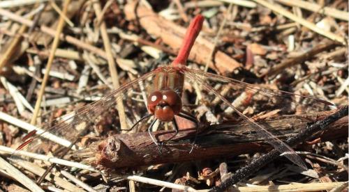 Sympetrum meridionale