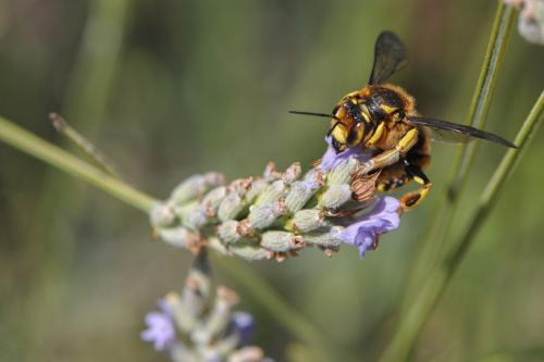 Réf. 221 986 : Anthidium sp.