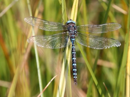 Réf. 221 060 : Aeshna interrupta