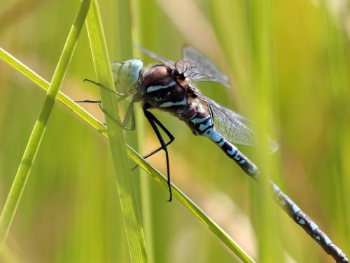 Réf. 221 061 : Aeshna interrupta