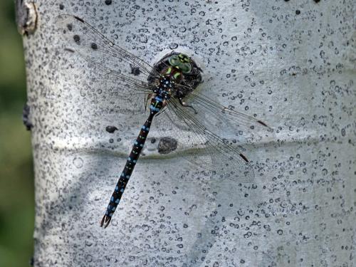 Réf. 221 619 : Aeshna umbrosa