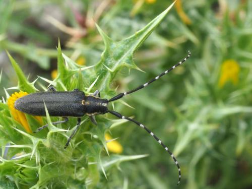 Agapanthia sp.